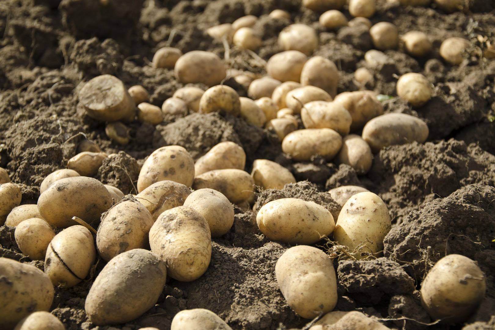 Mystery Irish Potato Famine pathogen identified 170 years later WIRED UK