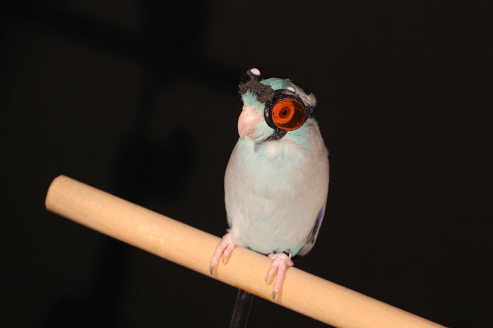 The future of flying robots is in the claws of a goggle-wearing parrot