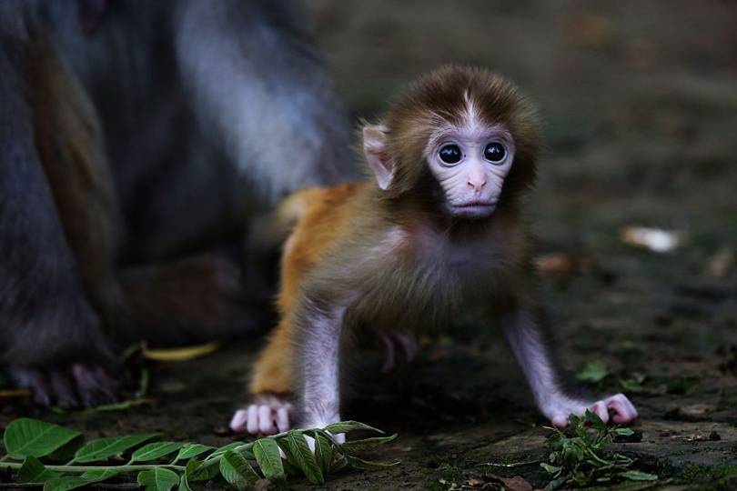 Macaques may have finally helped find a cure for HIV | WIRED UK