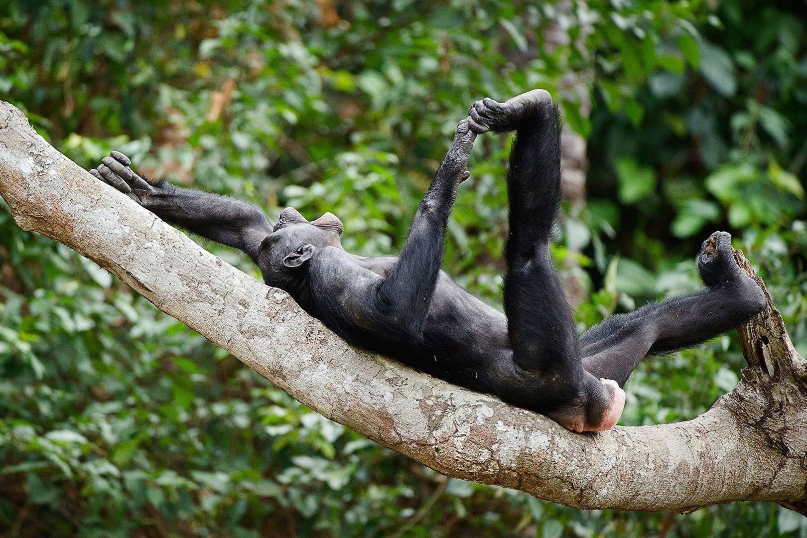 Chimp buttocks, 2016's happiest news: Podcast 297