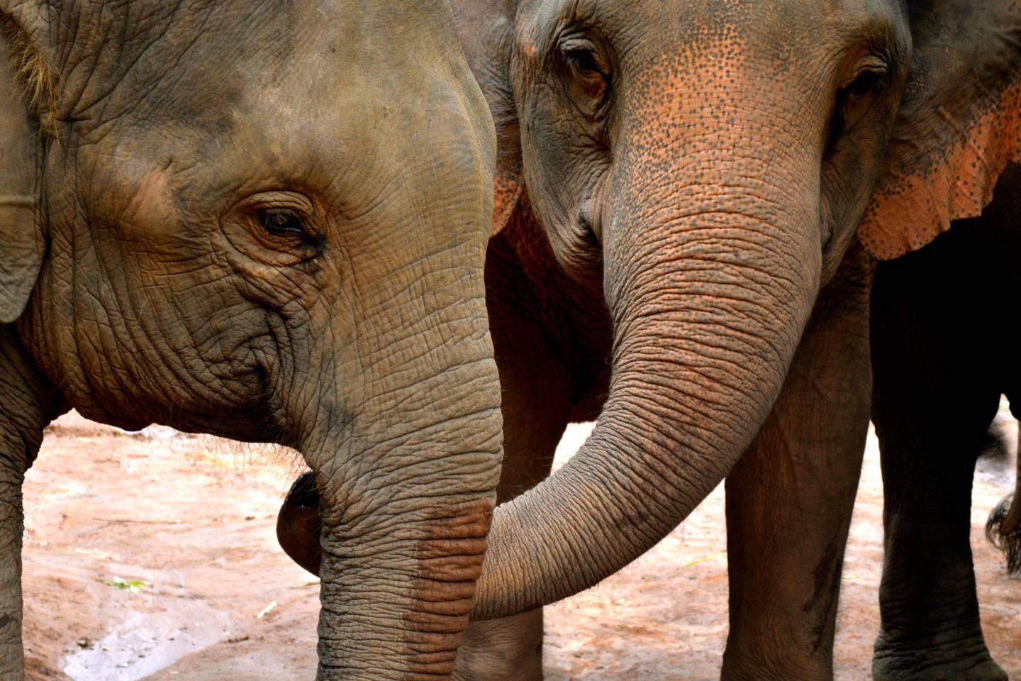 Frightened Elephants Console Each Other With Gentle Touches Wired Uk