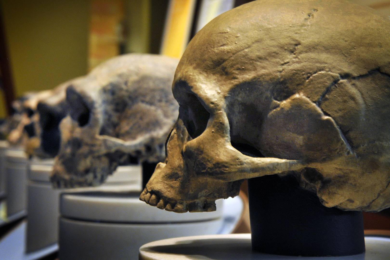 We share even more DNA with Neanderthals than we thought