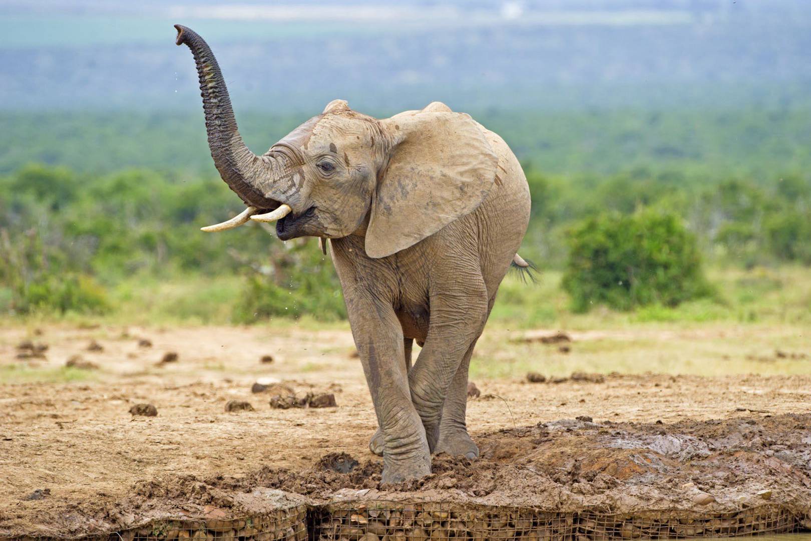 😂 Asian and african elephants similarities. Difference between Asian