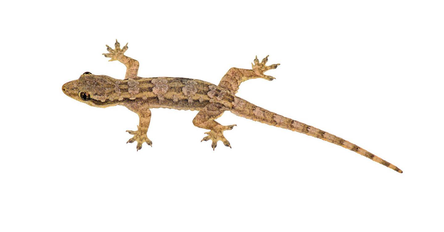 Russia has lost control of a satellite full of lizards | WIRED UK