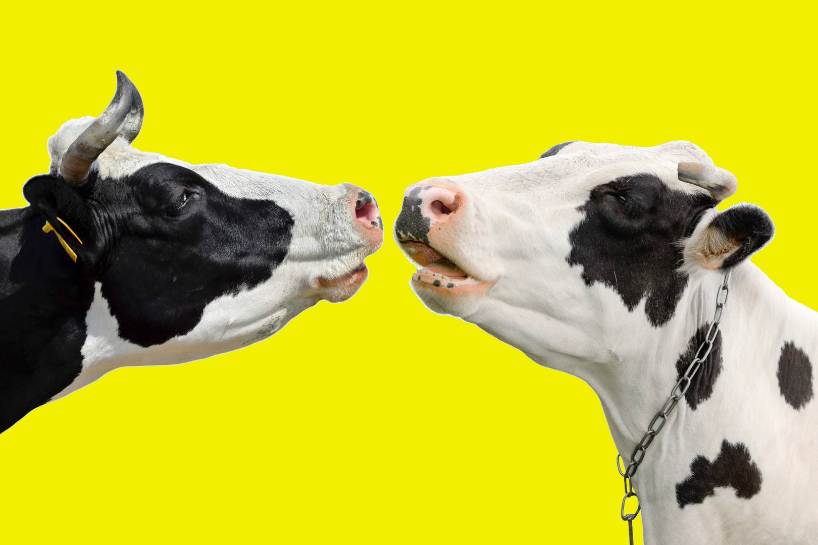 The strange war against cow farts - Sci-Tech news - NewsLocker.
