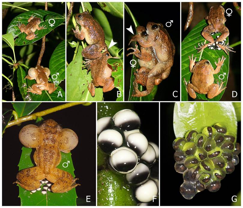 Study climaxes with discovery of freaky frog sex position WIRED UK