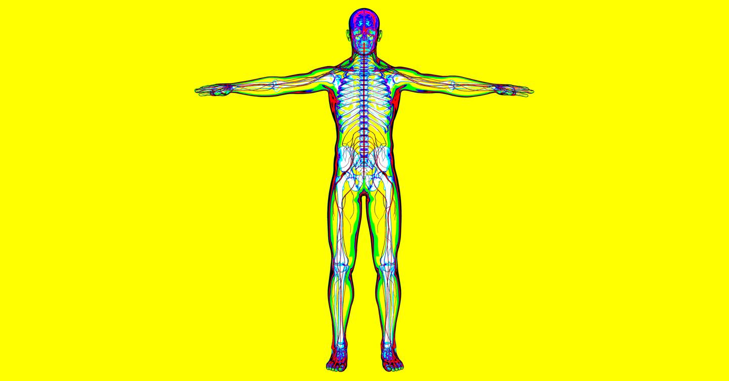 kidney placement in human body kidney placement in human body