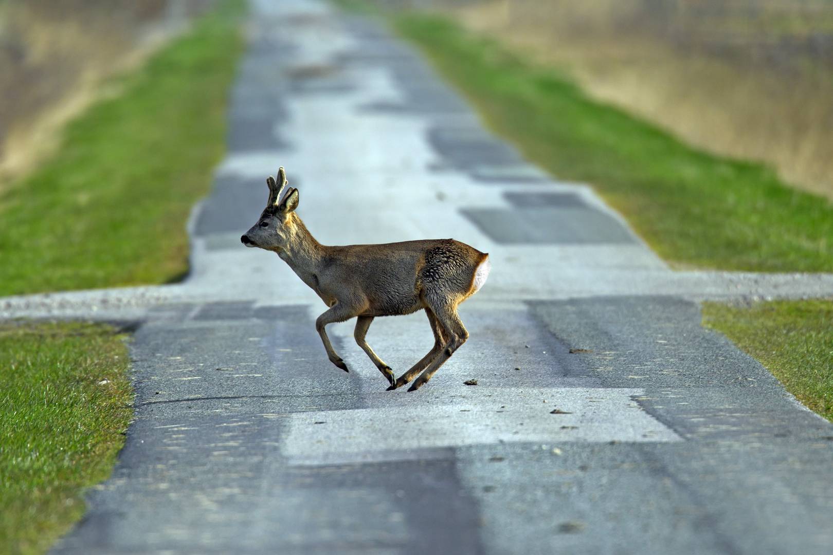 Smart sonic fences are here to stop deer from becoming roadkill
