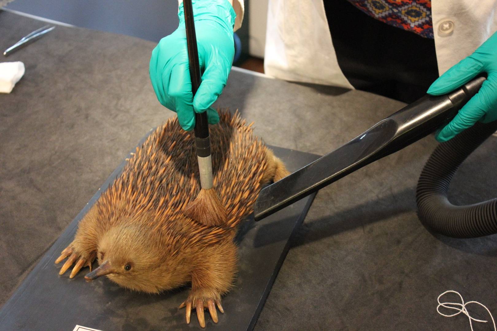 Taxidermy owls, monkeys and echidnas are being repaired back to glory at a London museum