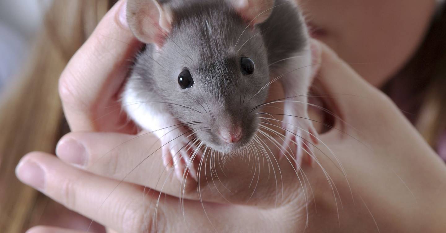 Rats used their whiskers to follow the wind and find food