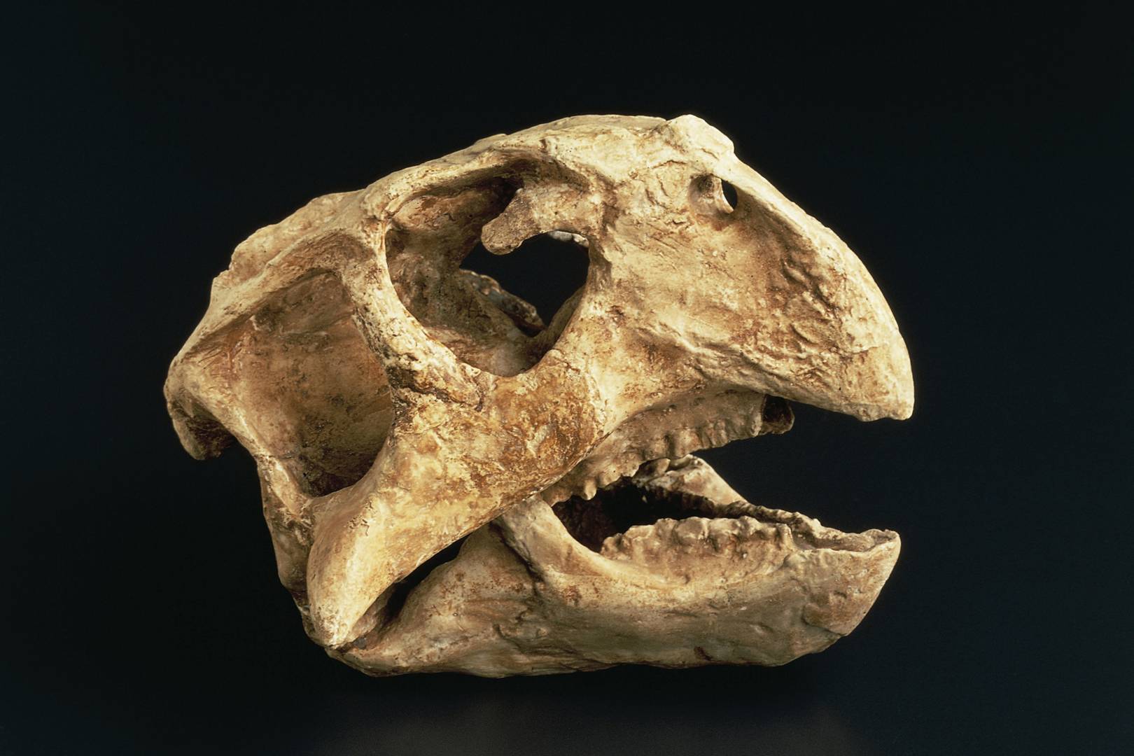 Mass extinctions are great news for rats, bad news for diversity