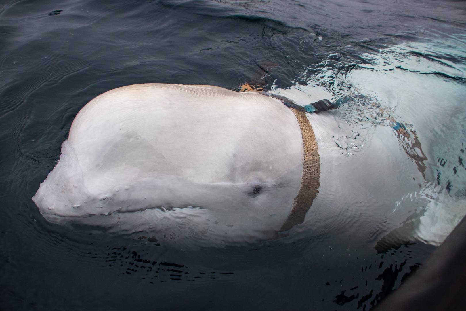 Is Russia really using beluga whales to spy on the world?