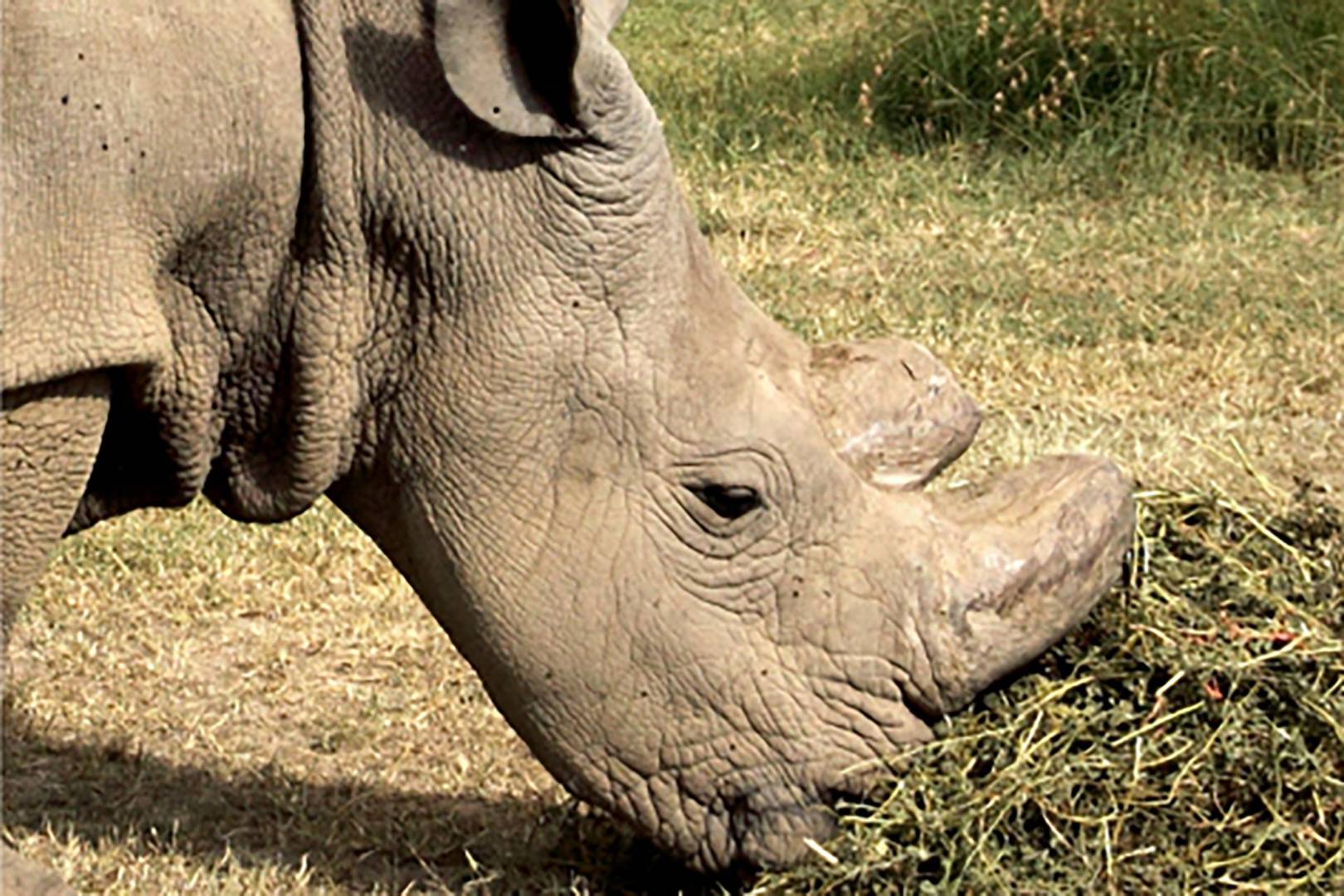 Swipe right for Sudan: endangered rhino 'joins' Tinder as part of conservation efforts