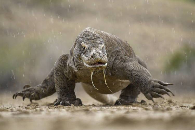 Komodo National Park Google Doodle tests your reptilian knowledge