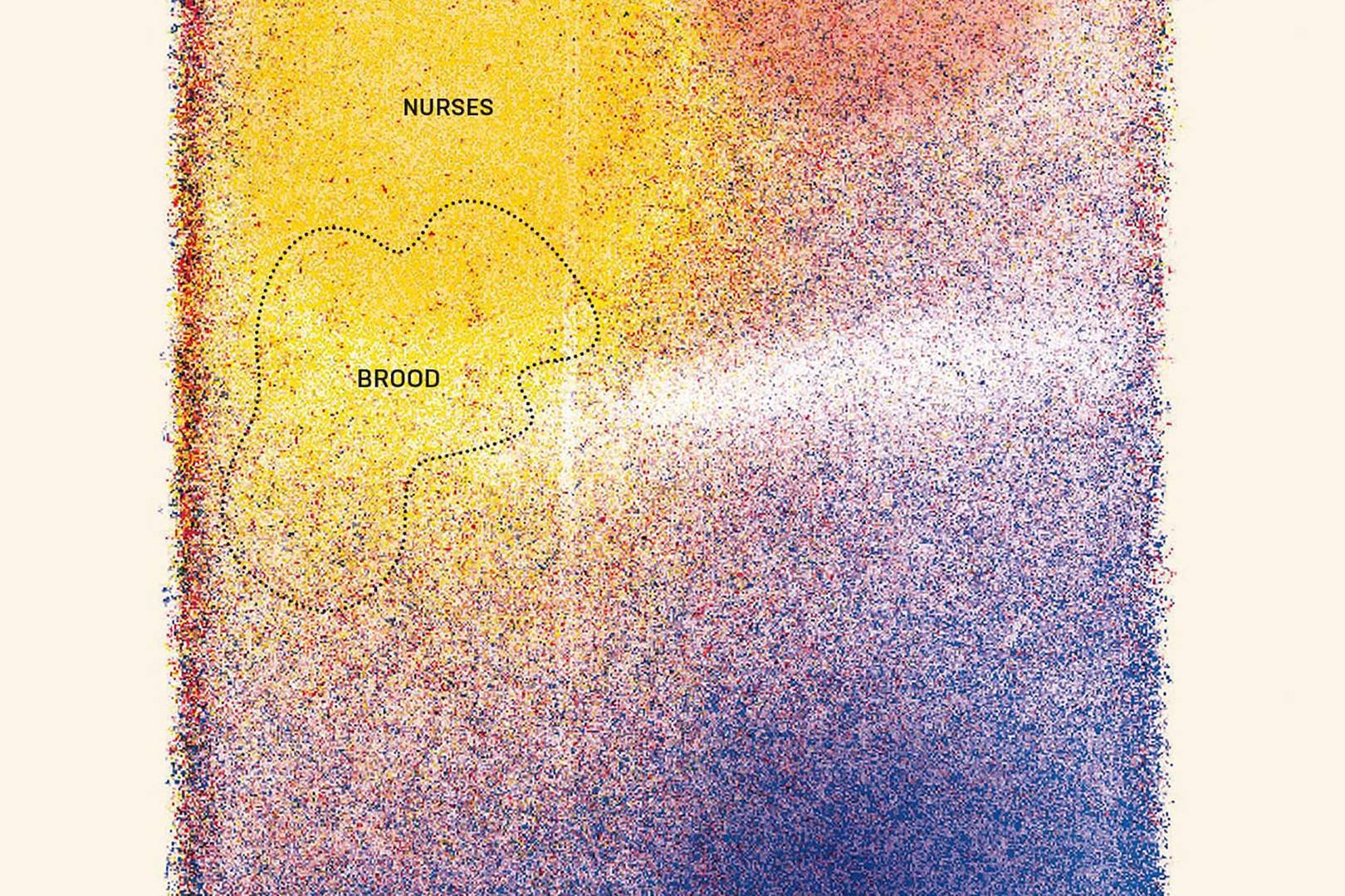 Tiny QR codes were stuck to the backs of ants in the name of data science