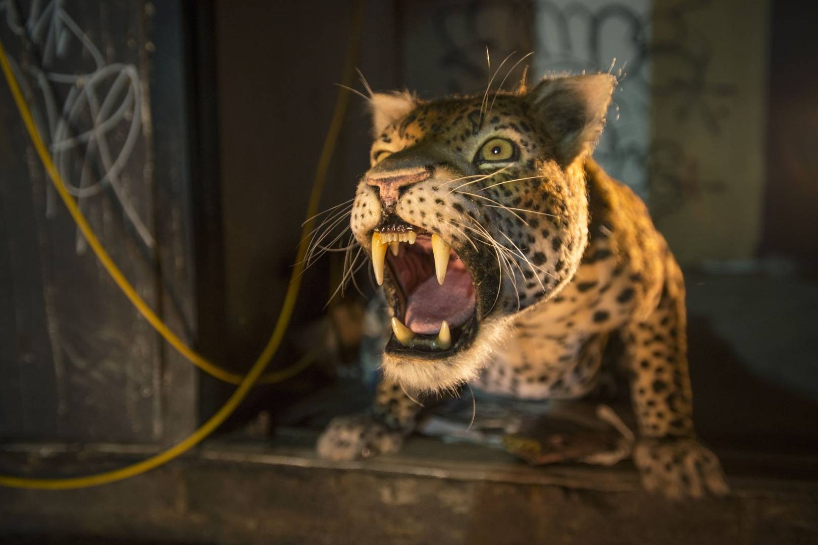 This robotic leopard is controlled by more than 30 motors – with 16 in its face