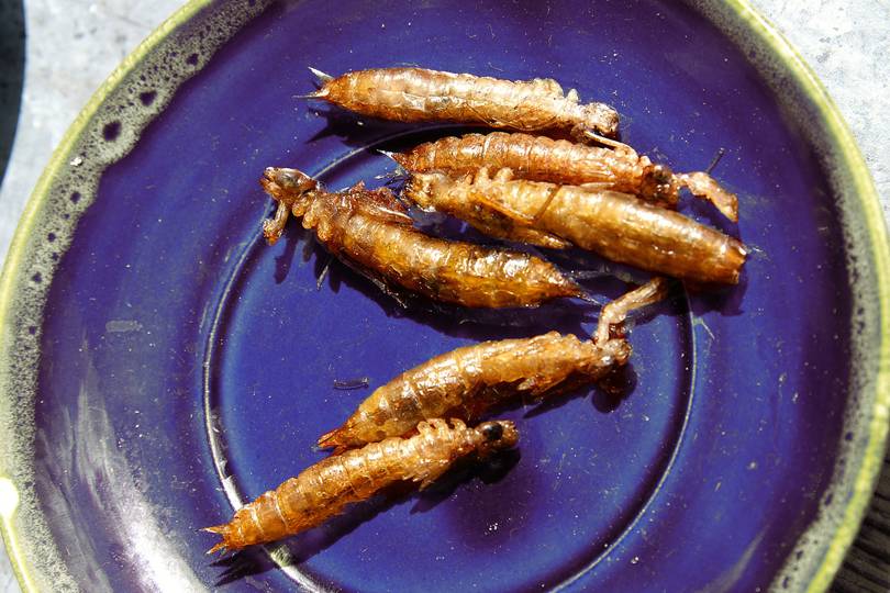 We really need to start feeding insects with mountains of poop - Vimarsana News