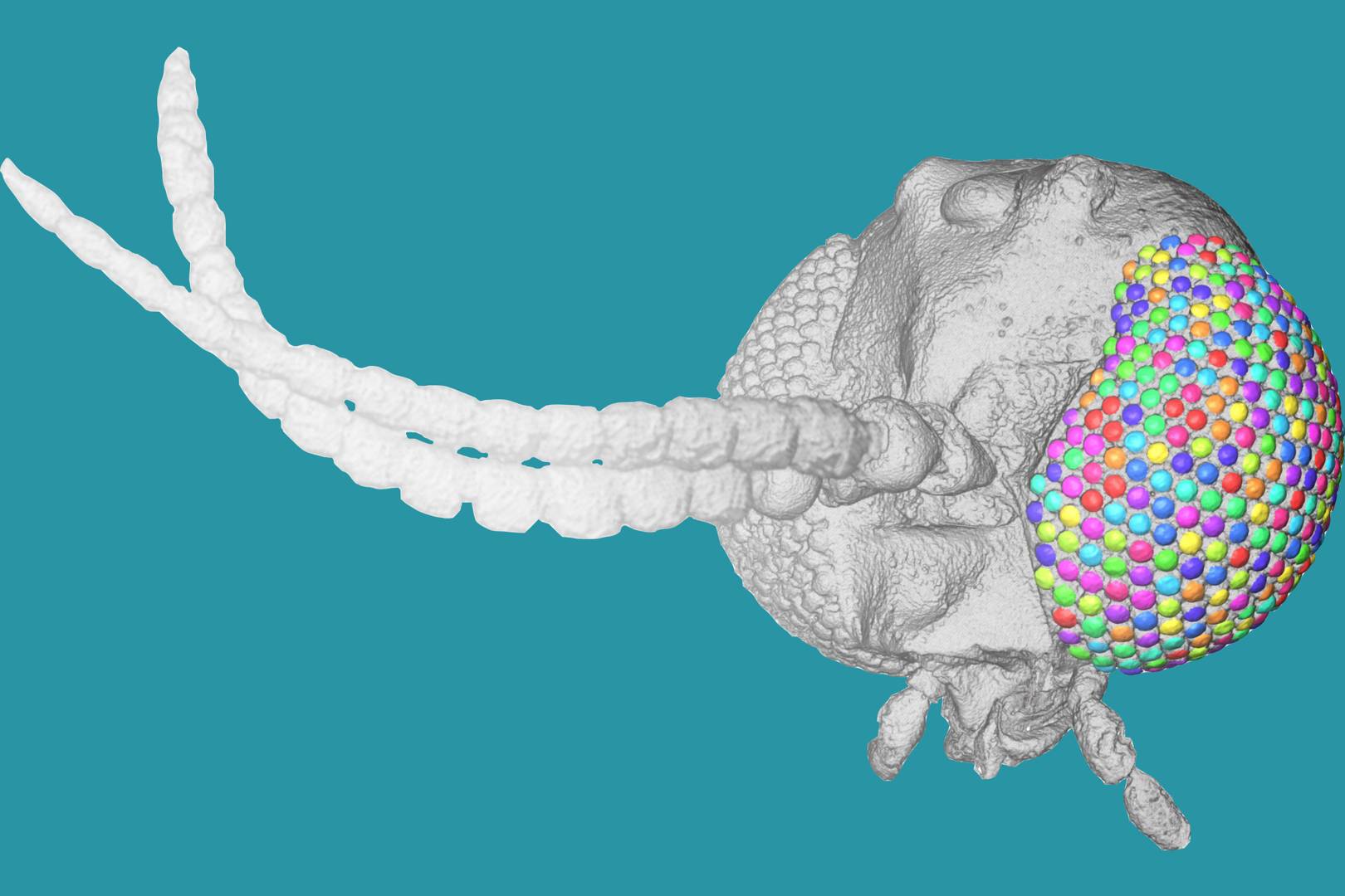 This 40 million year-old insect eye is inspiring today's robots