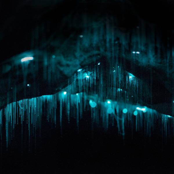 download bioluminescent glow worms download bioluminescent glow worms