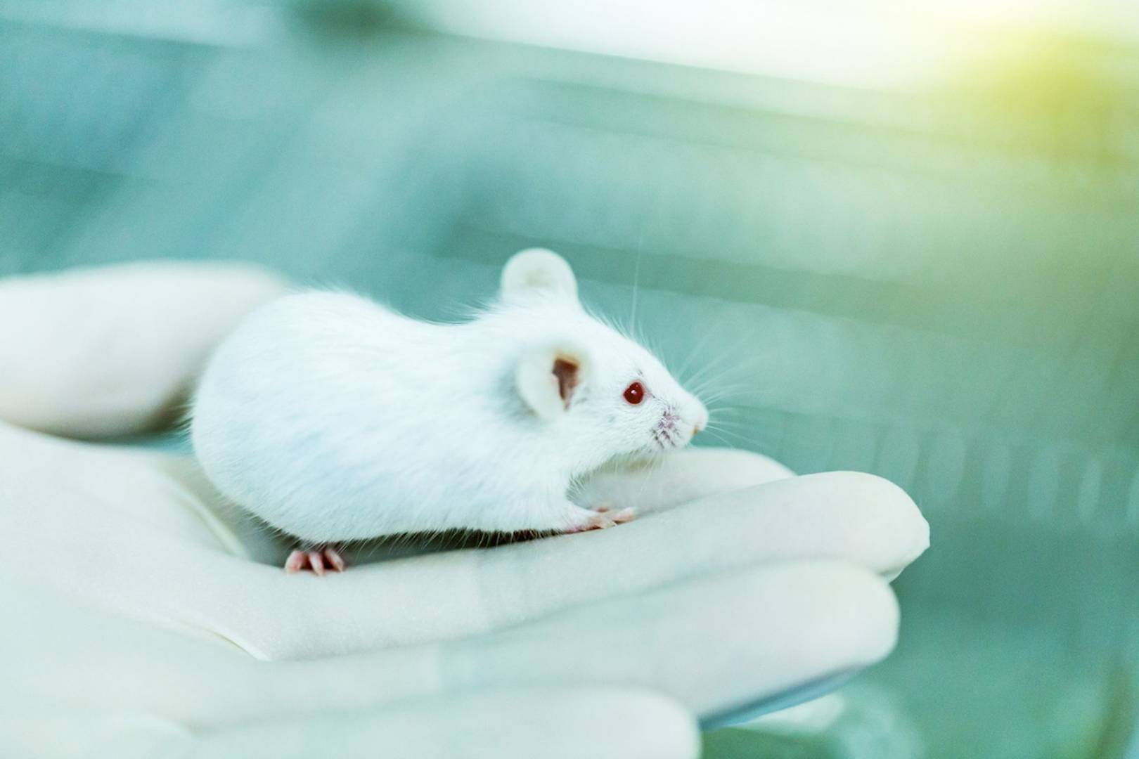 Mice with 3D-printed ovaries just gave birth to healthy pups