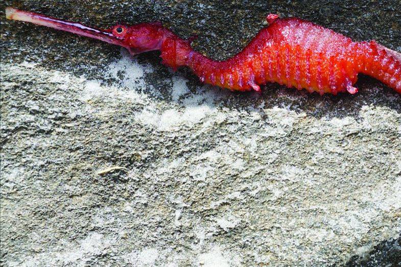 The elusive ruby seadragon has been caught on camera for the first time