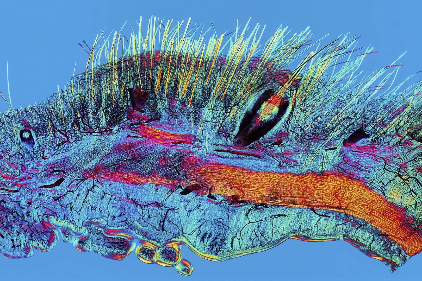 Wellcome Image Awards 2017: winners show the art of science