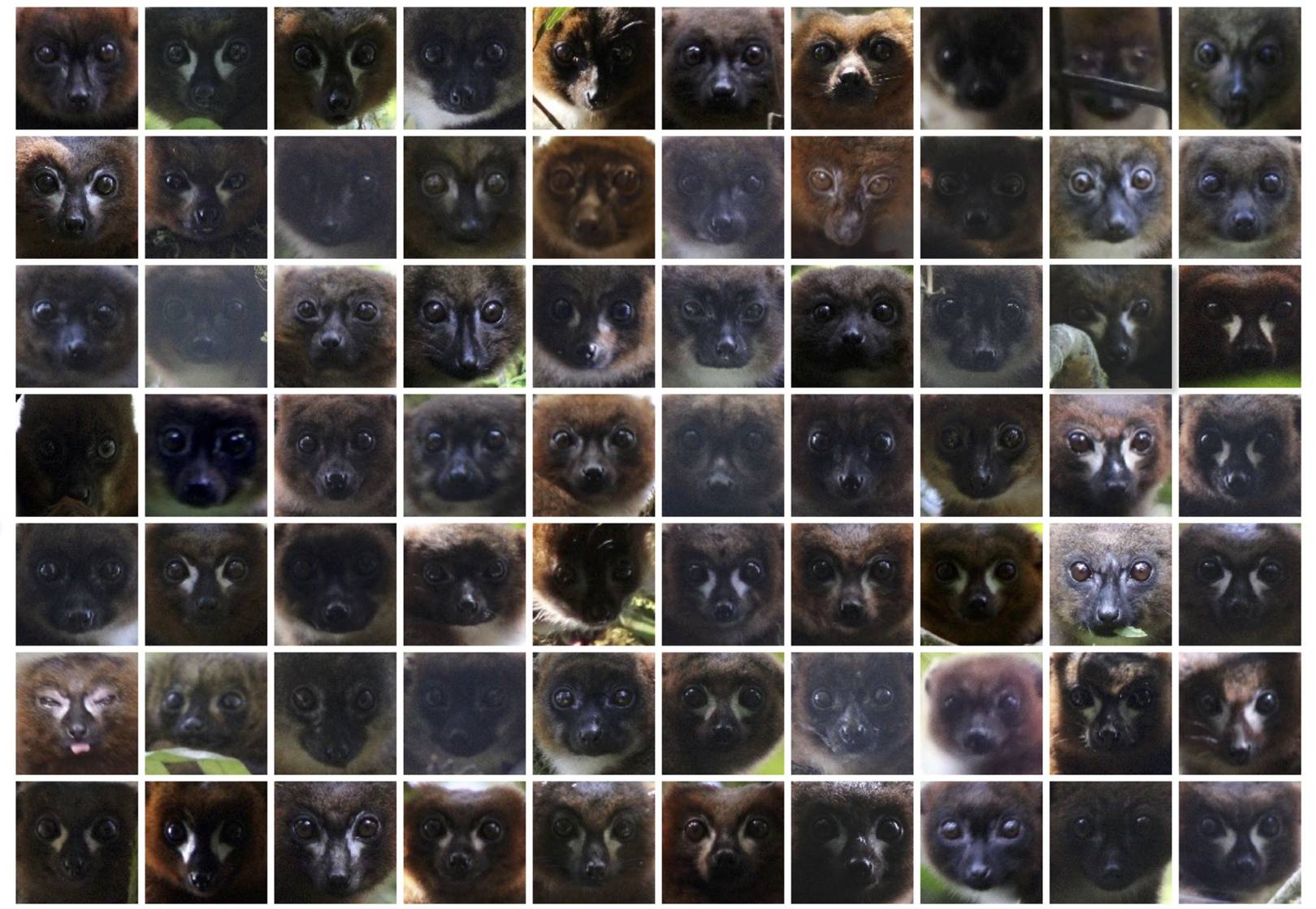 There is now facial recognition software for lemurs. Really