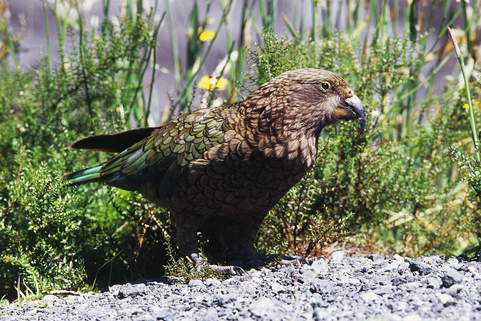 Young birds explore the world just like human children