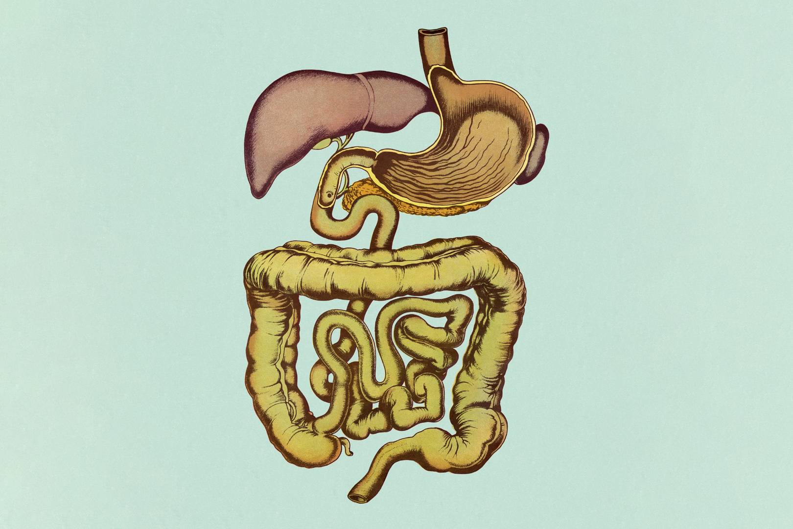 A periodic table of your guts is the next step in the race to create a microbiome-feeding poop pill