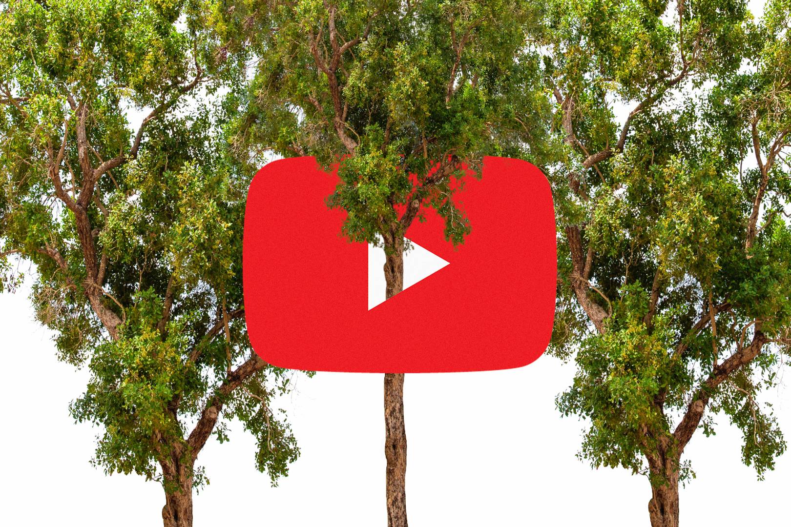 YouTubers (and Elon Musk) want to plant millions of trees. Will it help fight climate change?