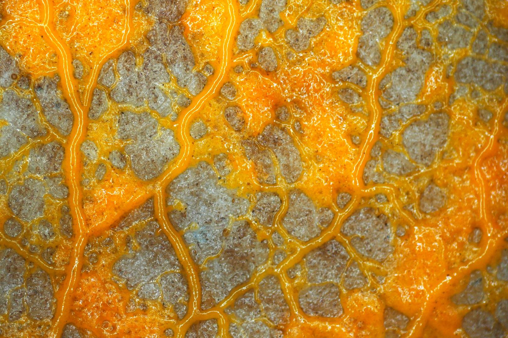 All hail The Blob, the intelligent slime mould confounding science