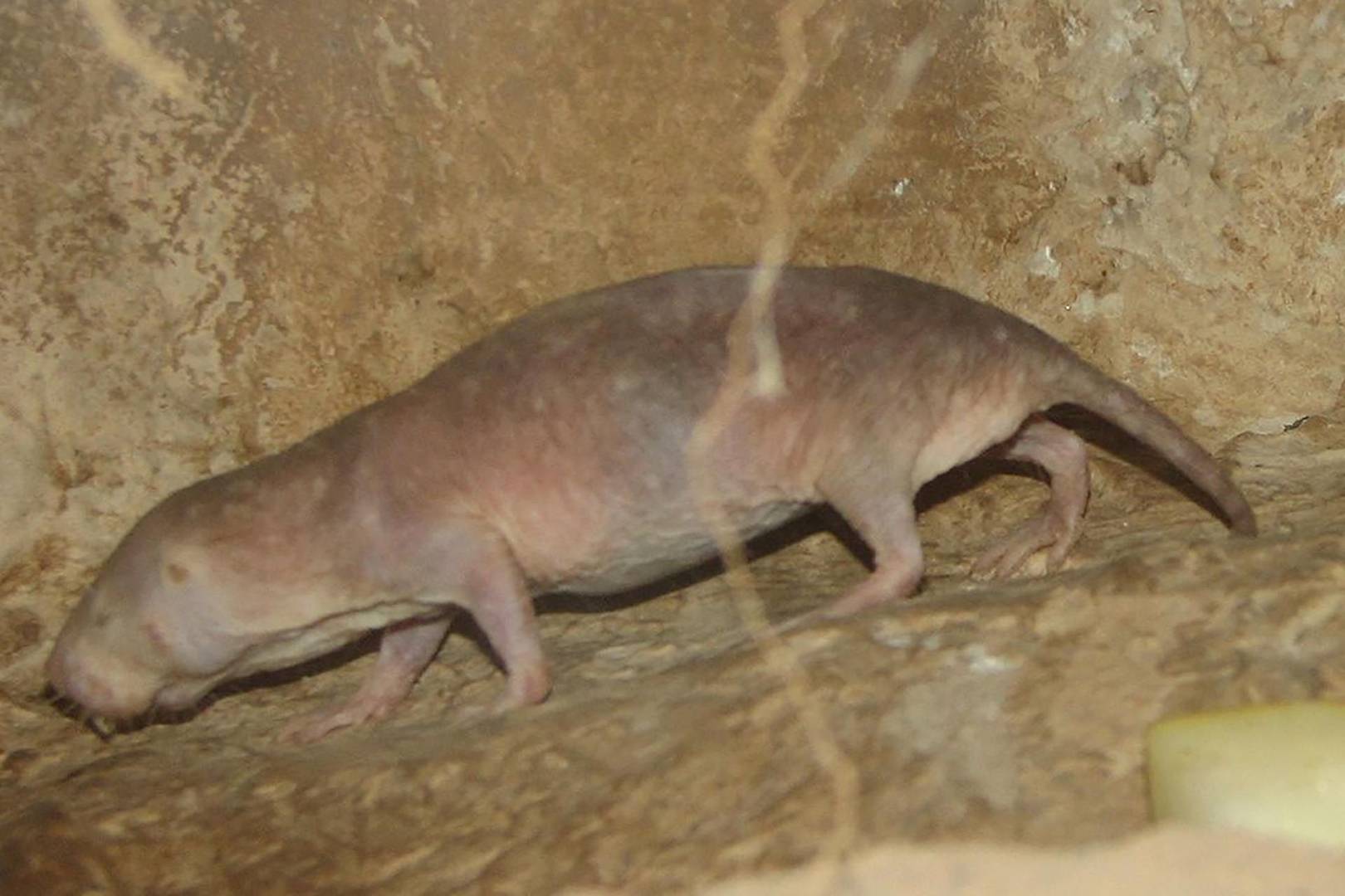 Best African Naked Mole Rat Pictures Png