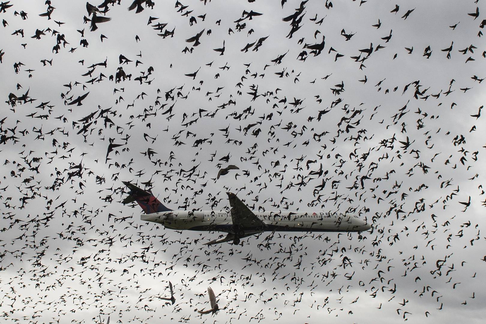 Drones are bad news for planes, but geese are a nightmare