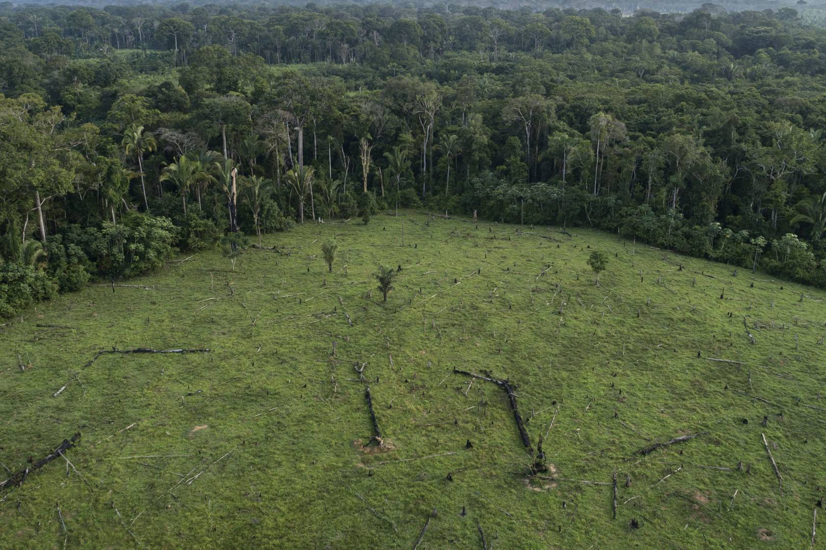 How satellite sleuths are helping to save the Amazon from destruction