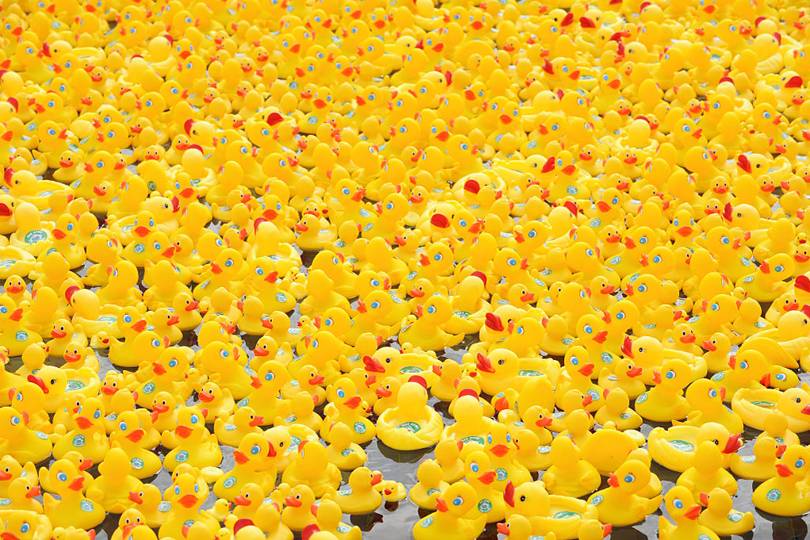 The fake ducks prove it: drones beat humans at counting birds | WIRED UK