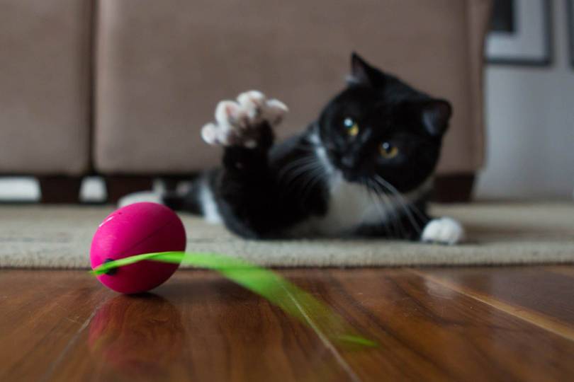 shru cat toy