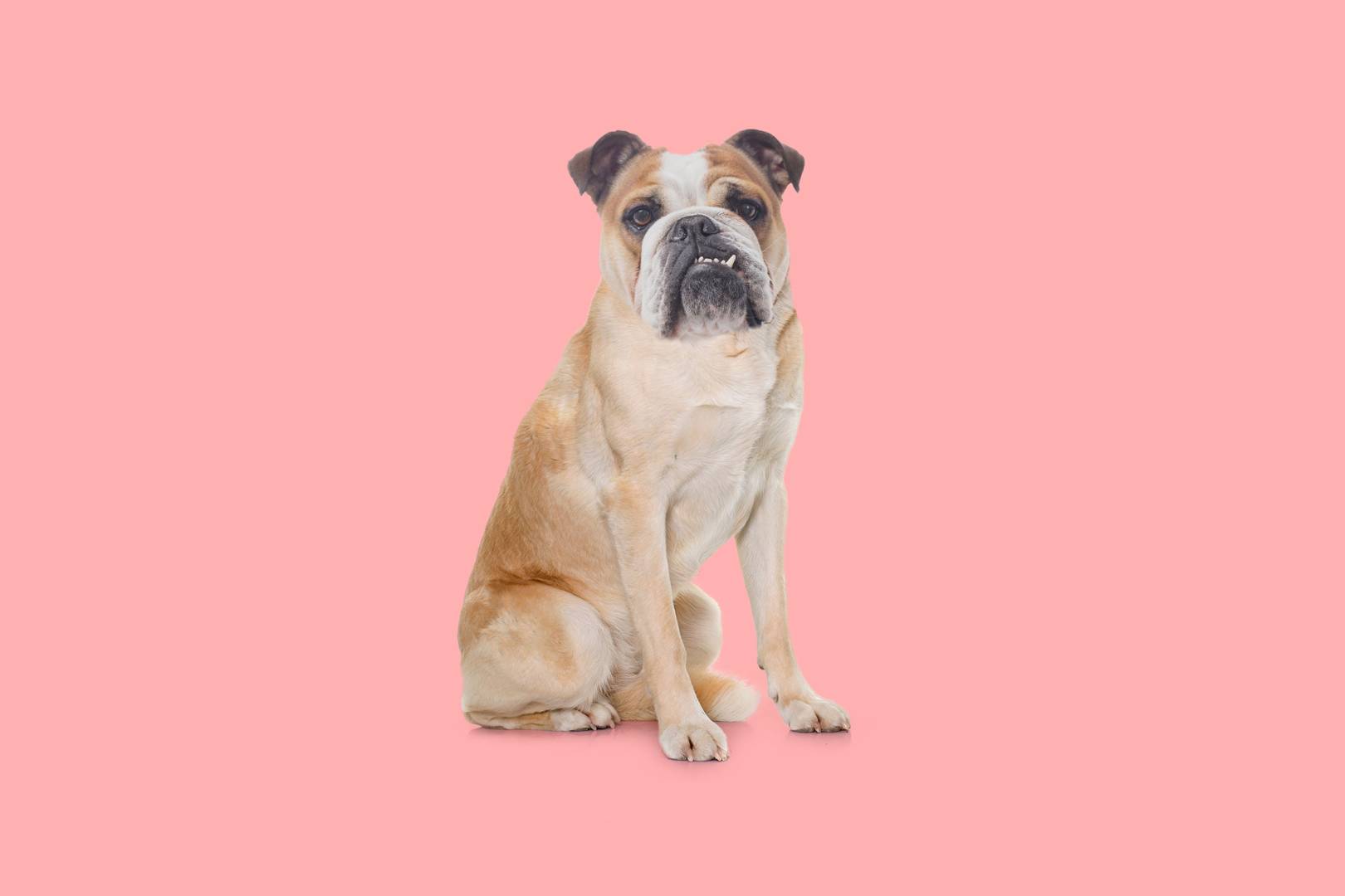 Dog DNA tests are sending us down the path to the perfect pupper