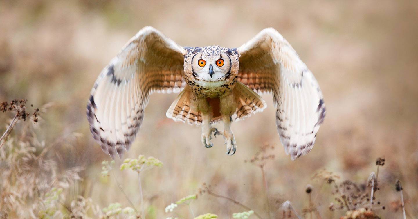 Superquiet drones take inspiration from silent owls WIRED UK