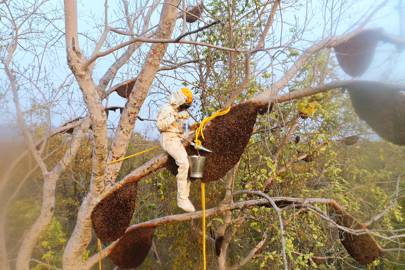 In Rural India Wild Honey Farmers Are Using Bees To Fight