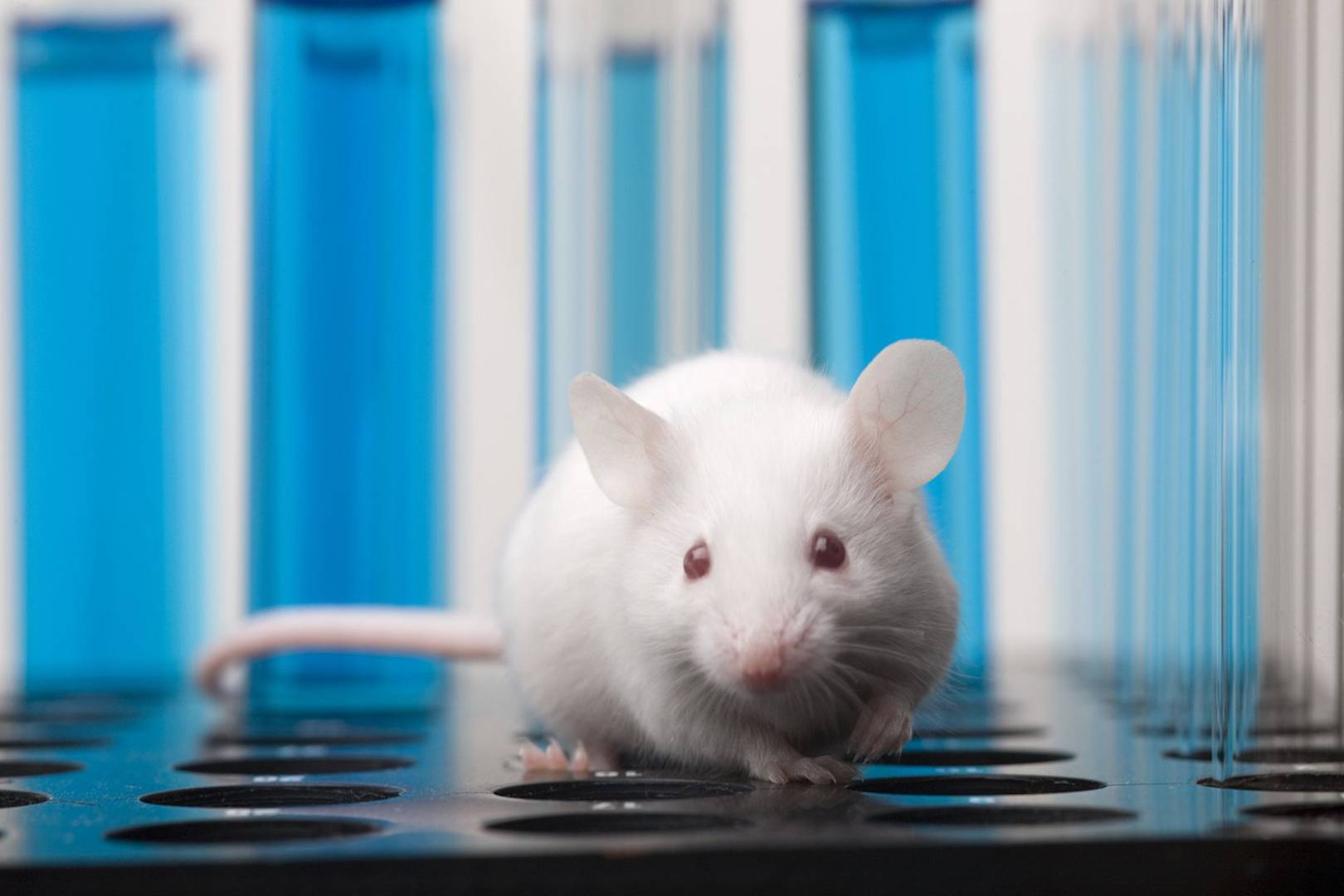 Wednesday briefing: Drugs that kill senescent cells reduce signs of ageing in mice