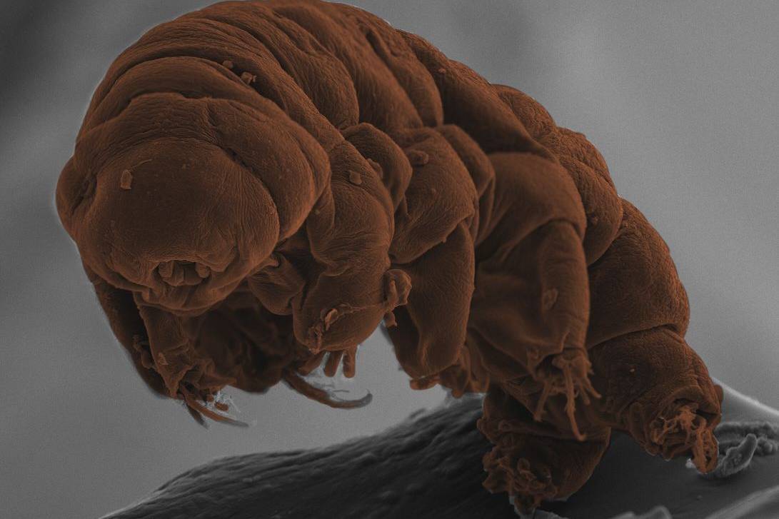 How tardigrades come back from the dead