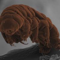 How To Catch Tardigrades, With Biologist Mark Blaxter | WIRED UK