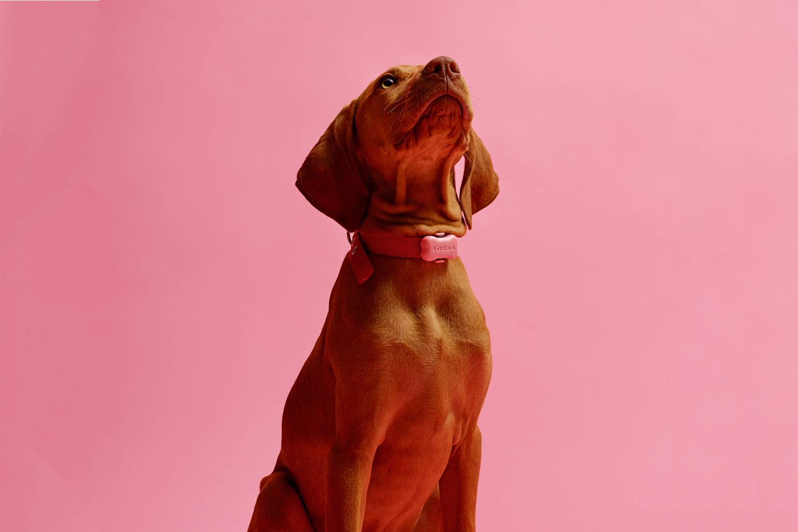 Welcome to the yap economy