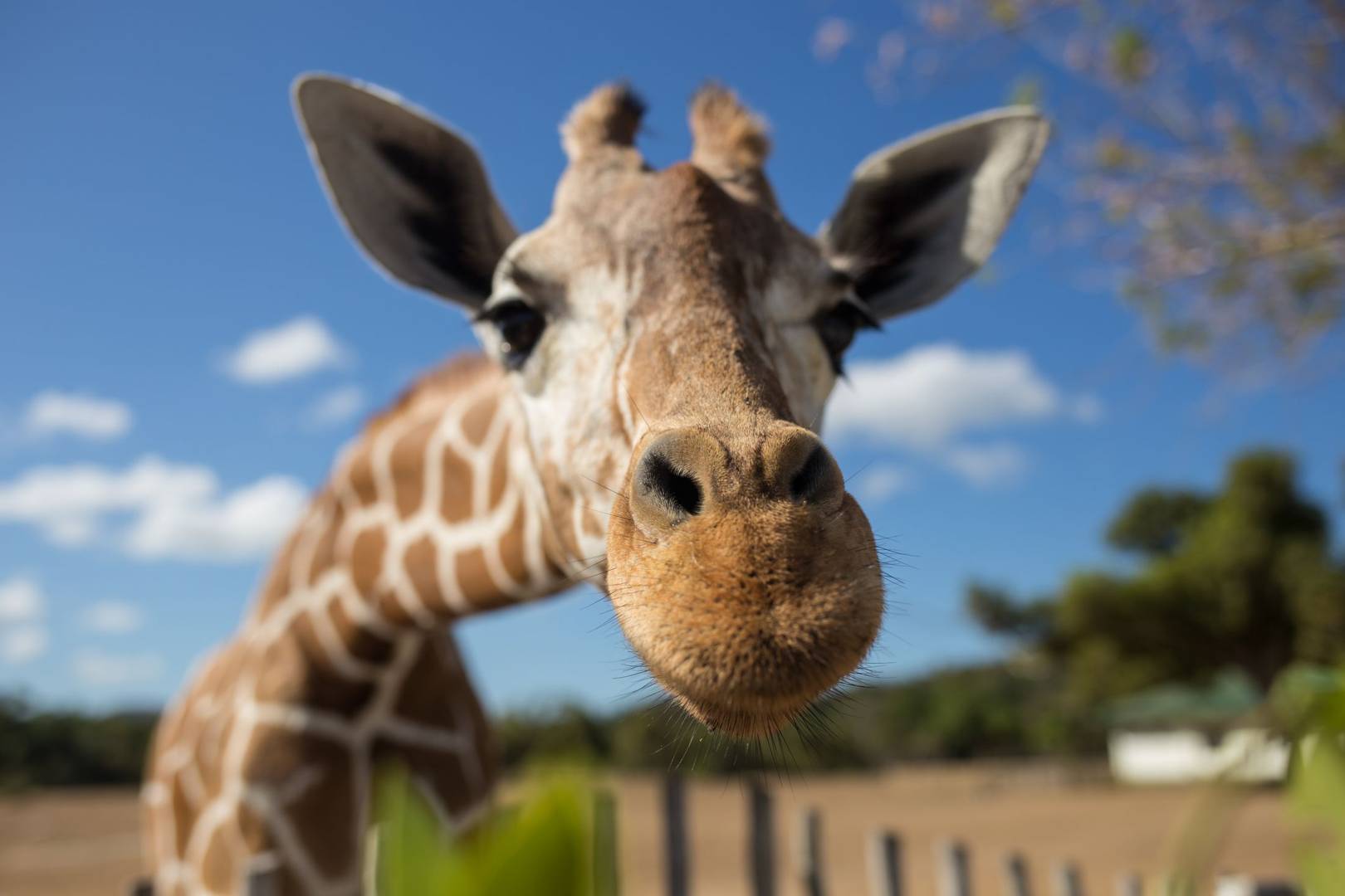  why do giraffes have long necks wired uk