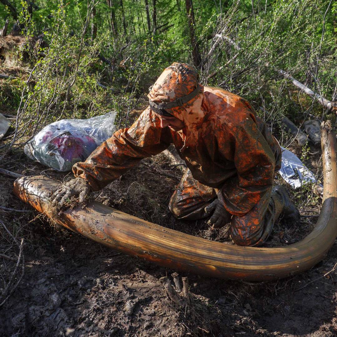 Image: The climate crisis has sparked a Siberian mammoth tusk gold rush