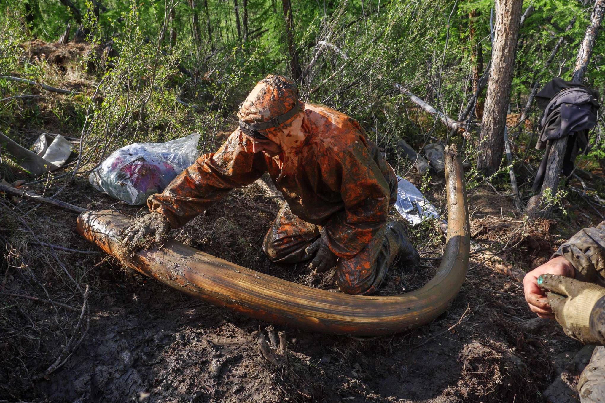 The climate crisis has sparked a Siberian mammoth tusk gold rush