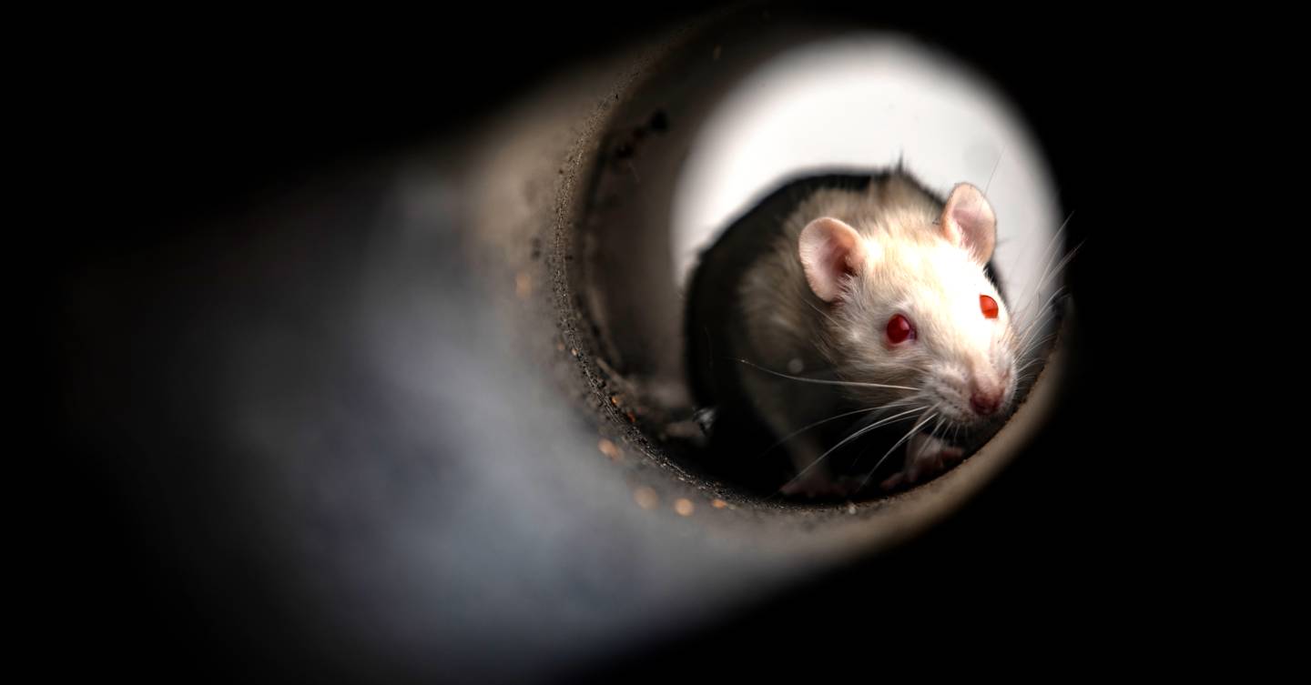 Your office has been taken over by an army of mutant rats - Vimarsana News