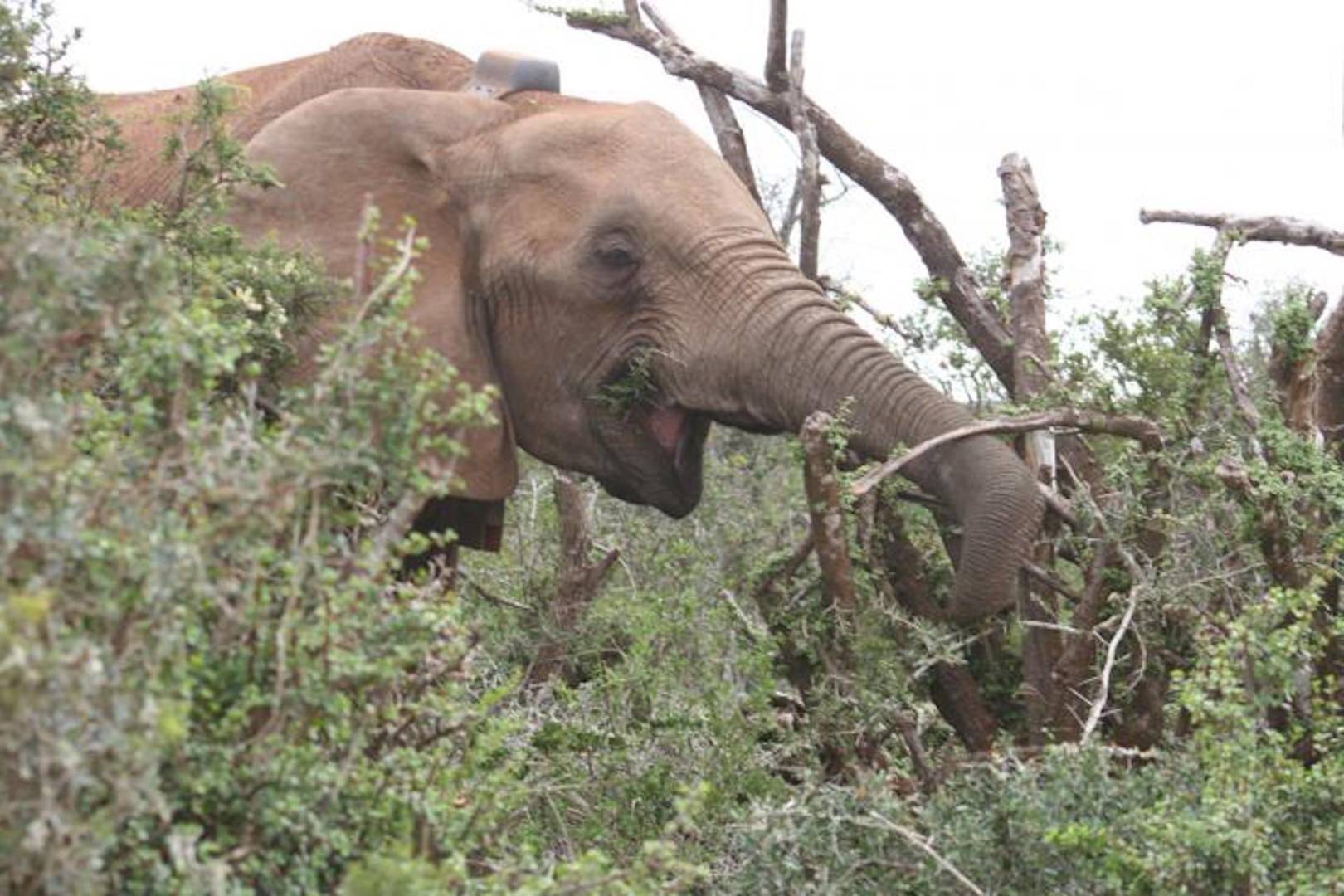 Fitness trackers on elephants reveal they sleep less than any other mammal on Earth