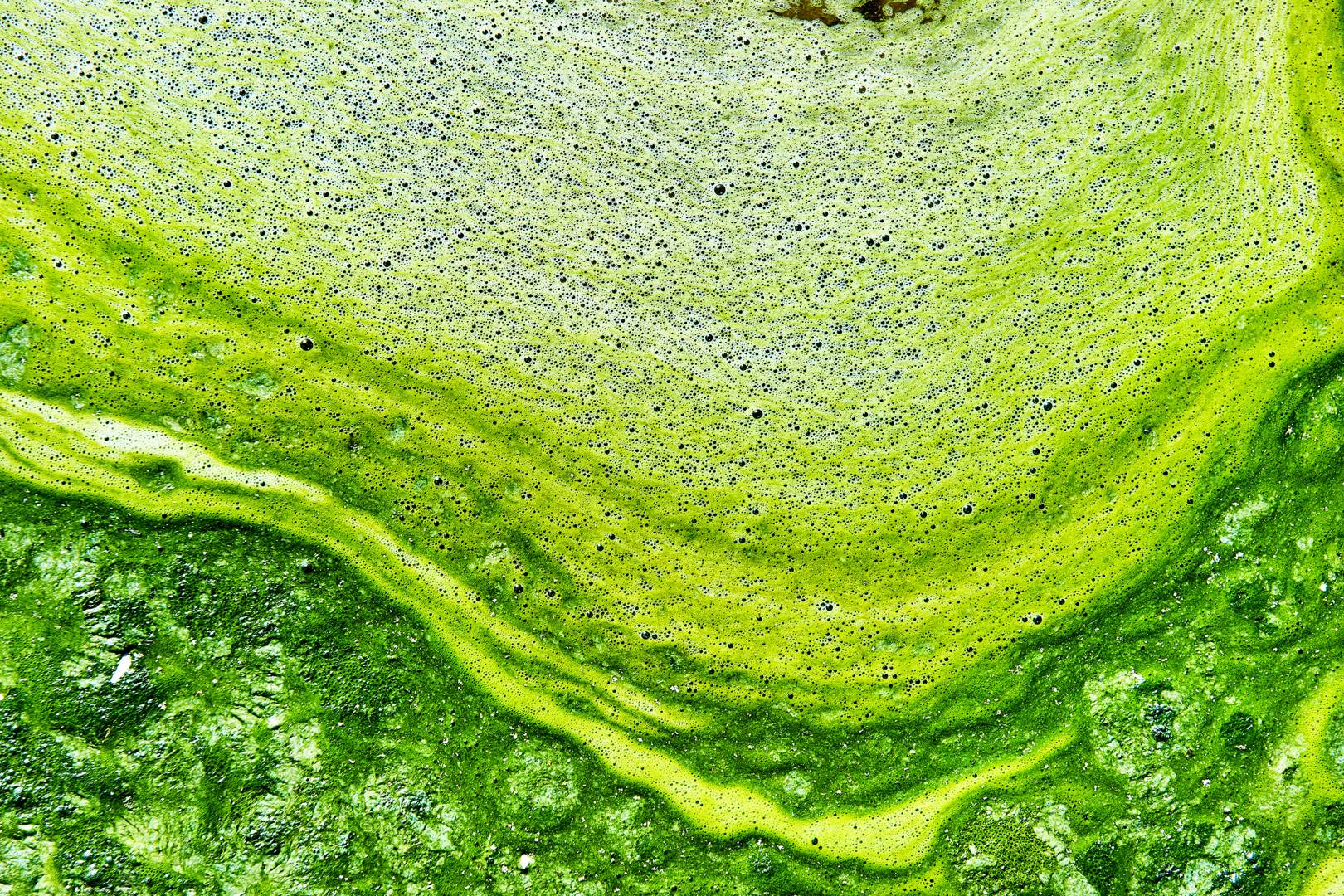 Clever space algae could be the key to getting humans to Mars