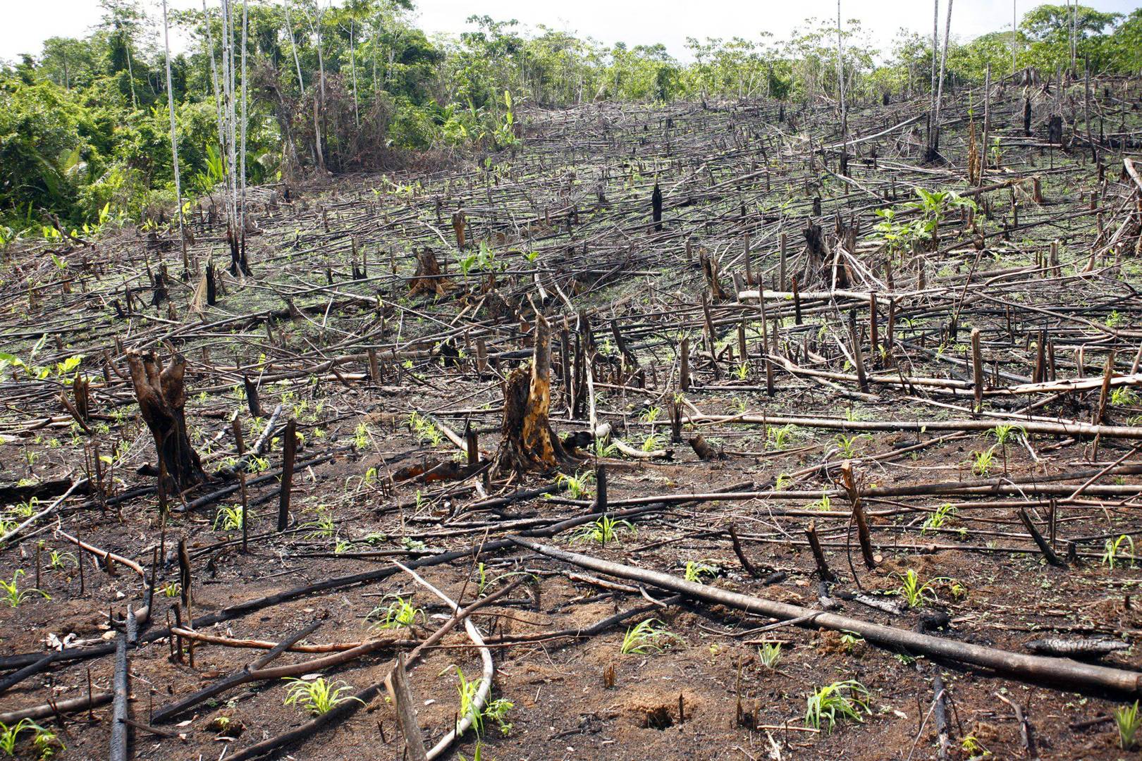 study-felling-amazonian-trees-decreases-rainfall-essential-for